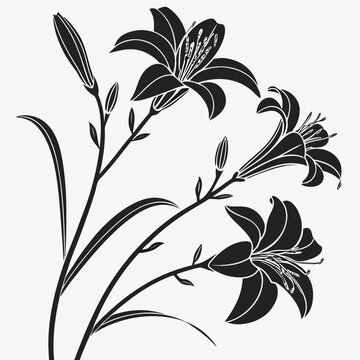 black and white hemerocallis bloemen