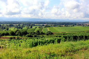 Fototapeta premium Sommerlandschaft bei Eichstetten am Kaiserstuhl