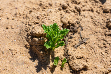 Small plant is growing in the sand. The plant is green and has a few leaves. The sand is dry and brown, and the plant is the only thing that stands out in the scene.