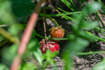 Unripe and ripe wild strawberries, one red, one orange-green, hidden among green foliage and brown soil.