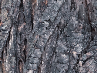 Dark, Weathered Tree Bark with Craggy Texture and Deep Crevices
