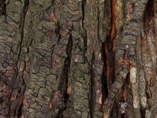 Textured Close-Up of Rugged Tree Bark with Deep Vertical Grooves