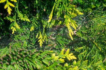 Spider web on evergreen arborvitae foliage in sunlight, close-up view of coniferous shrub with dense green needles and cobwebs.