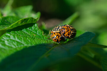 Two Colorado potato beetles mating on a green potato leaf, macro close-up.