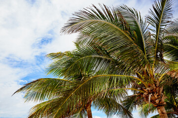 Palm Tree Fronds on a Sunny Day in Jamaica