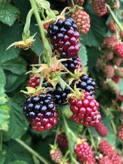 Ripe Blackberries on a Bush in New Westminster, BC