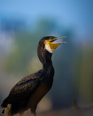 Close-up of an Indian Cormorant calling out at Keoladeo Bharatpur Bird Sanctuary – a striking portrait of wetland wildlife and avian expression in natural habitat.