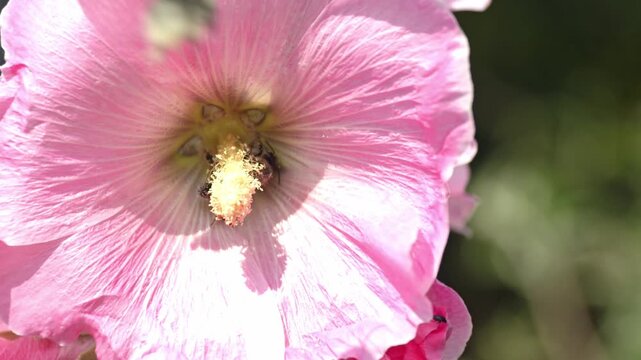 Closeup shot of a honeybee and bumblebee pollinating a vibrant pink mallow flower on a sunny day