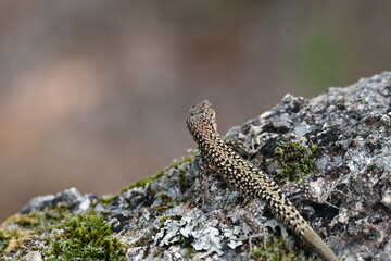 Lagarto verde camuflado na natureza