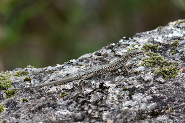 Lagarto verde camuflado na natureza