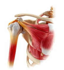 anatomy of bones and muscles of the shoulder