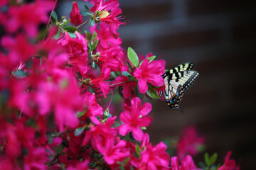 Butterfly in the flowers