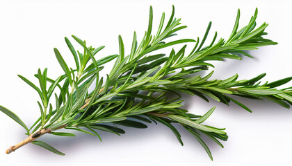 Fototapeta premium fresh rosemary branch on transparent background ideal for culinary herbal and wellness projects perfect for food photography recipes and design elements