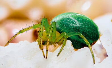 Green Araniella series