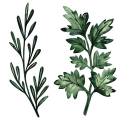 Set of Fresh parsley leaves and Sprig of rosemary herb. Watercolor illustration of culinary herb. Green edible plant hand-painted and isolated on white for menu, cafe, kitchen decor