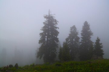 Misty milky fog in pine forest on mountain slopes. Bakhmaro, Georgia. Caucasian mountains. Summer season. forest and foggy overcast day. Misty mountain landscape with mysterious fir forest. wilderness