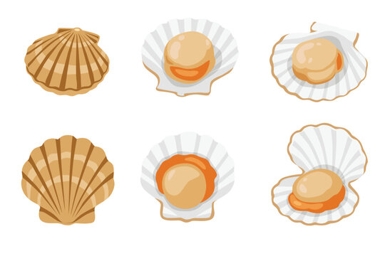 set of scallop isolated on white background. Vector illustration
