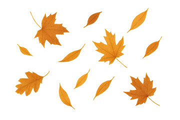 Fototapeta premium Autumn leaves falling on transparent background