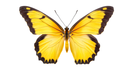 Bright Yellow Butterfly with Black Accents Isolated on Transparent Background for Graphic Design