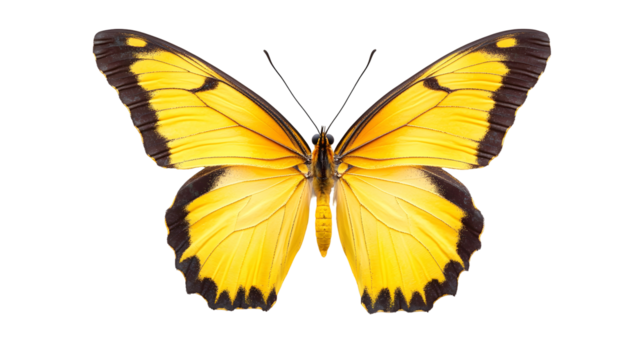 Bright Yellow Butterfly with Black Accents Isolated on Transparent Background for Graphic Design