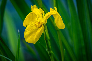 Fototapeta premium wonderful yellow iris at a river at a wasabi farm near Matsumoto in Japan
