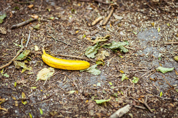 A yellow banana lying in the park