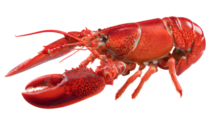 Cooked Red Lobster on a Transparent Background for Seafood Cuisine and Fine Dining