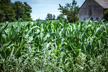 Beautiful field of growing green corn
