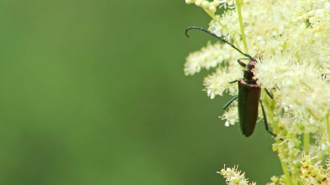 Big muskbuck beetle with long feelers dusting and pollinating in white-yellow flower blossoms with shimmering wings and long legs and a lot of copy space in idyllic meadow as shiny glimmering insect