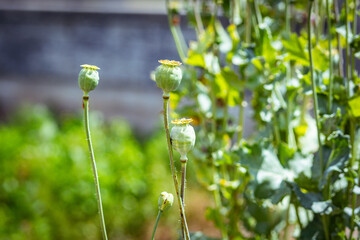 A doughnut of Polish field poppy waiting to bloom
