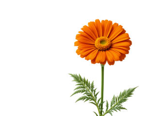 A vibrant orange gerbera daisy, a beautiful bloom of nature with transparent isolated background ,Png