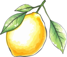 Watercolor vector illustration of lemon.