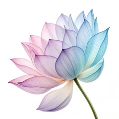 Fototapeta premium Elegant Dahlia Bloom with Pastel Petals