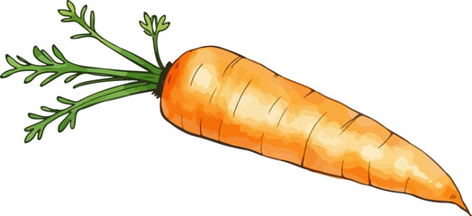 Watercolor vector illustration of a carrot.