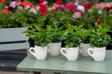 Arabica coffee plant with lush green leaves growing in a coffee mug. The mug stands on a green table with a softly blurred background.
