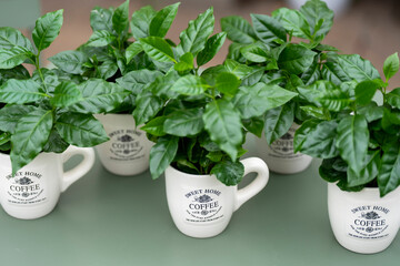 Arabica coffee plant with lush green leaves growing in a coffee mug. The mug stands on a green table with a softly blurred background.
