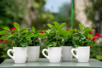 Arabica coffee plant with lush green leaves growing in a coffee mug. The mug stands on a green table with a softly blurred background.