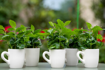 Arabica coffee plant with lush green leaves growing in a coffee mug. The mug stands on a green table with a softly blurred background.