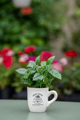 Arabica coffee plant with lush green leaves growing in a coffee mug. The mug stands on a green table with a softly blurred background.