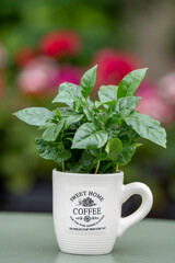 Arabica coffee plant with lush green leaves growing in a coffee mug. The mug stands on a green table with a softly blurred background.
