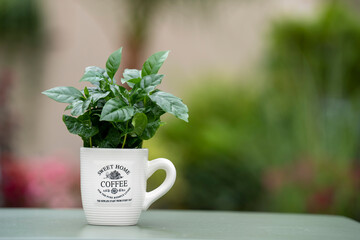 Arabica coffee plant with lush green leaves growing in a coffee mug. The mug stands on a green table with a softly blurred background.