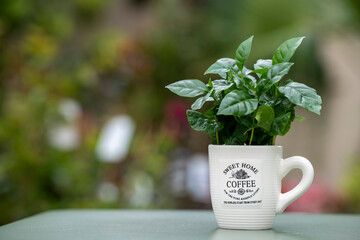 Arabica coffee plant with lush green leaves growing in a coffee mug. The mug stands on a green table with a softly blurred background.