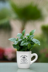 Arabica coffee plant with lush green leaves growing in a coffee mug. The mug stands on a green table with a softly blurred background.