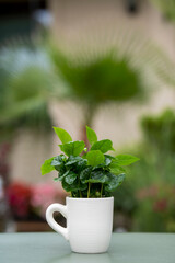 Arabica coffee plant with lush green leaves growing in a coffee mug. The mug stands on a green table with a softly blurred background.