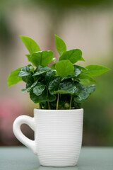 Arabica coffee plant with lush green leaves growing in a coffee mug. The mug stands on a green table with a softly blurred background.