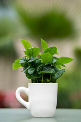 Arabica coffee plant with lush green leaves growing in a coffee mug. The mug stands on a green table with a softly blurred background.