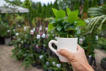 A man holds a white coffee cup with a green arabica coffee plant. Blurred plants fill the soft background.