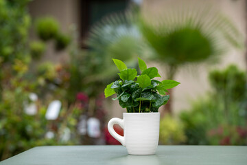 Arabica coffee plant with lush green leaves growing in a coffee mug. The mug stands on a green table with a softly blurred background.