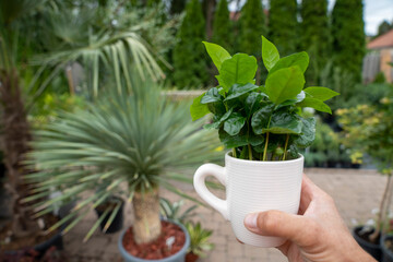 A man holds a white coffee cup with a green arabica coffee plant. Blurred plants fill the soft...