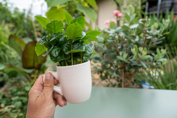 A man holds a white coffee cup with a green arabica coffee plant. Blurred plants fill the soft background.